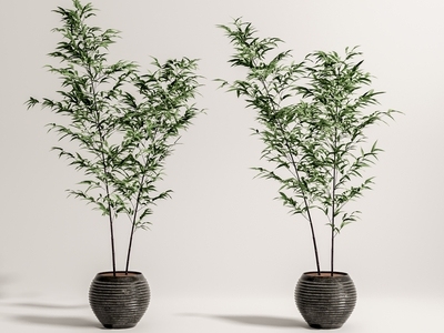 新中式盆栽 竹子 植物