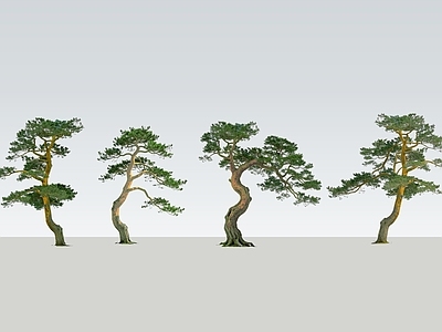 乔木 2D精品松树 景观松树 迎客松 松树 日本黑松