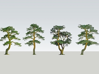 乔木 2D精品松树 松树 景观松树 日本黑松 自然松树