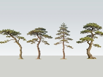 乔木 2D精品松树 松树 油松 黑松 景观松树