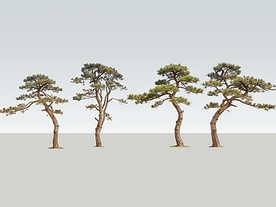 乔木 2D精品松树 黑松 景观松树 油松 松树