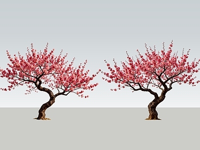 乔木 2D红梅树 造型红梅树 桃花 庭院花树 景观花树