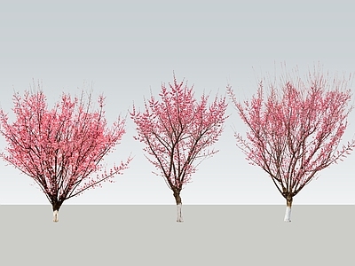 乔木 2D红梅树 红梅树 景观花树 桃花树 海棠花树