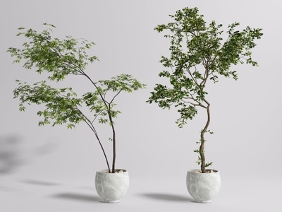 现代植物盆栽 景观树