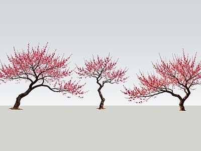 乔木 2D精品红梅树 红梅树 桃花树 景观花树 开花乔木