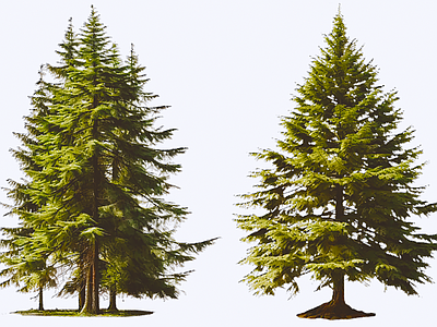 乔木 2D 白皮松