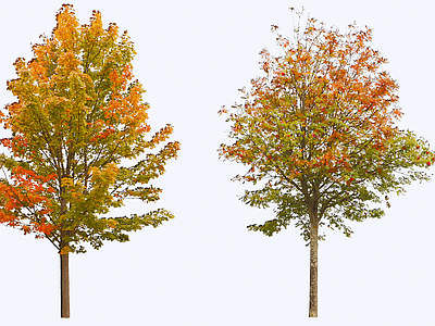 乔木 2D 北美枫香