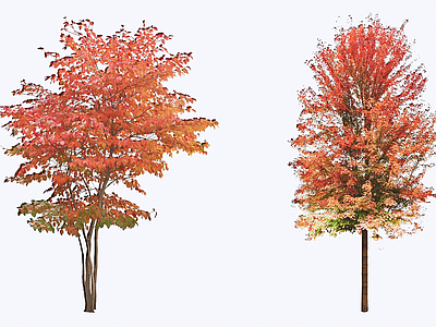 乔木 2D 北美枫香