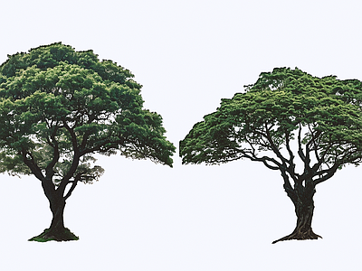 乔木 2D 毛背铁心木