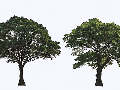 乔木 2D 毛背铁心木