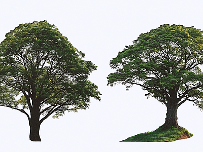 乔木 2D 毛背铁心木