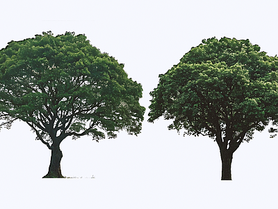 乔木 2D 毛背铁心木