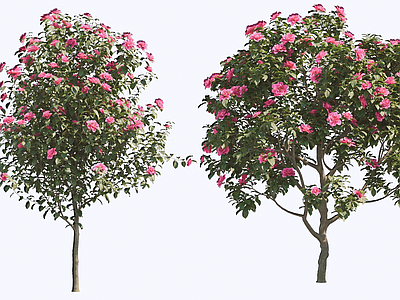 乔木 2D 山茶花树