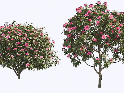 乔木 2D 山茶花树