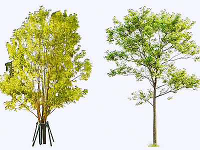 乔木 2D白蜡树