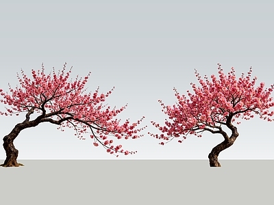 乔木 2D斜飘红梅 造型红梅 花树 斜飘花树 景观花树