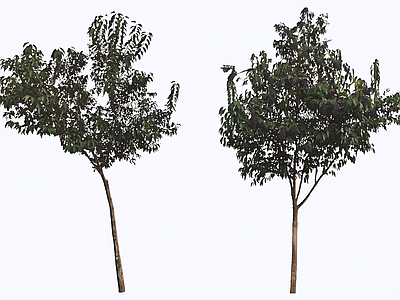 乔木 2D大叶女贞