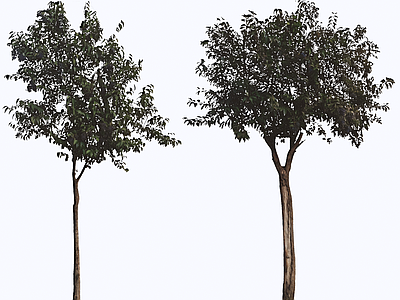 乔木 2D大叶女贞