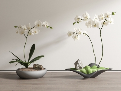 蝴蝶兰盆栽 盆景