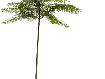 乔木 2D粘叶豆 飘逸大乔木 高分枝乔木 造型树精美庭院树