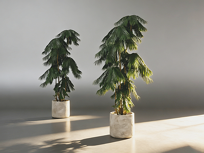 盆栽 混凝土花盆 盆栽 杉树 松树