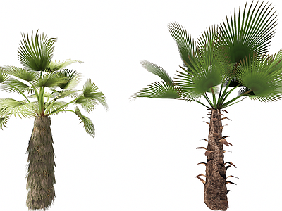 乔木 3D大丝葵棕榈