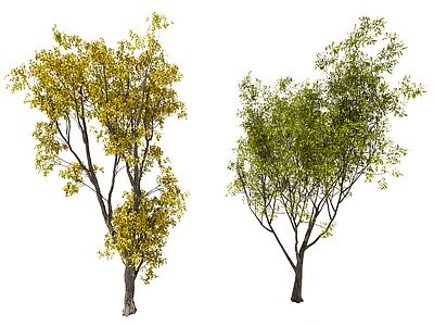 乔木 3D旱柳墨西哥梣