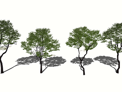 乔木 3D槐树朴树枫杨