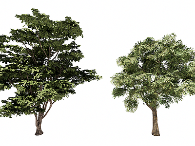 乔木 3D栾树象耳豆