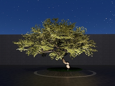 乔木 景观树 枫树 行道树 斜飘树 弯杆树