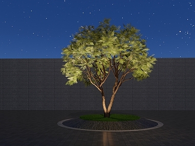 乔木 景观树 行道树 凤凰木 丛生树 大乔木