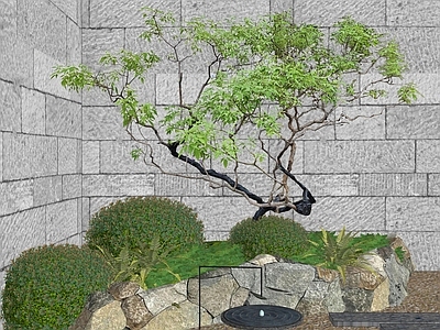 乔木 景观树 杂木