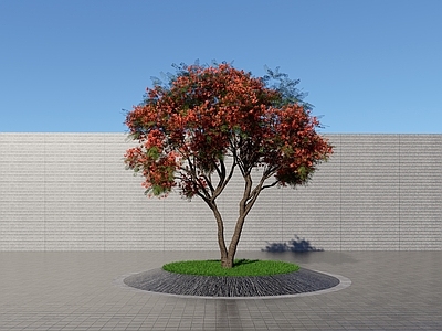 乔木 景观树 行道树 凤凰木 开花凤凰木 花树