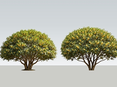 乔木 2D丛生桂花 丛生乔木 桂花树 丛生景观树 丛生花树