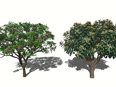 灌木 3D松树柏树水椰