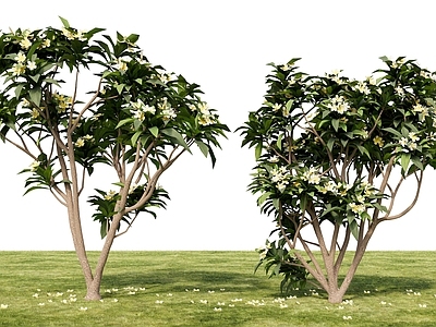 现代主义景观灌木