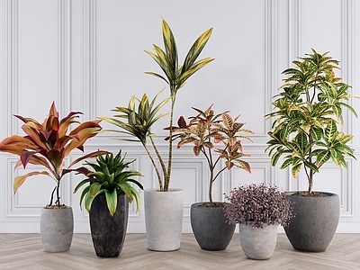 现代简约盆栽 室内景观盆栽 绿植盆栽 盆栽组合 灌木花草 造型盆栽
