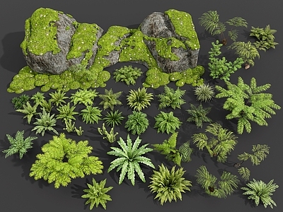 自然主义景观植物组合 蕨 金丝猴蕨 鸟巢蕨 金毛狗蕨 肾蕨