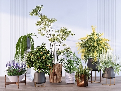 北欧盆栽 绿植盆栽 植物花草组合 花钵花器 植物景观 盆栽盆景