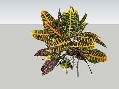 极简主义灌木 变叶木