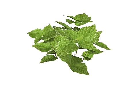 现代简约草本植物 彩叶草