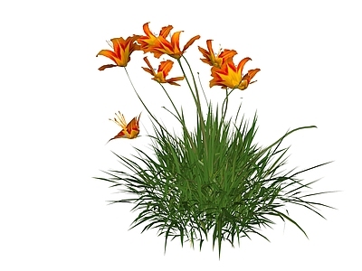 现代主义花草 大花萱草