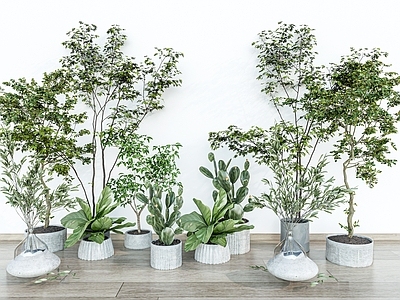 现代简约盆栽 盆栽 植物组合 盆景