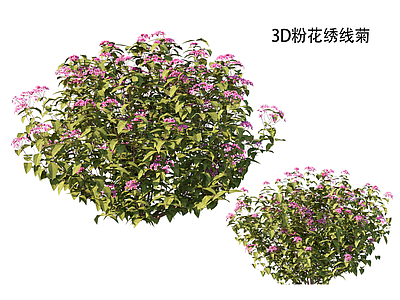 现代主义景观灌木 粉花绣线菊 绣线菊 鼠尾草 庭院植物 花灌木