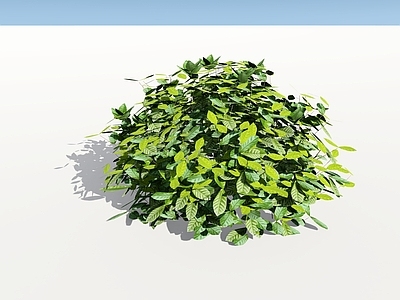 现代主义灌木 大叶栀子 栀子花