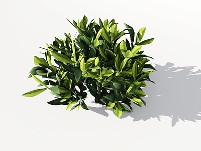 极简主义灌木 非洲茉莉 灰莉球 非洲茉莉球