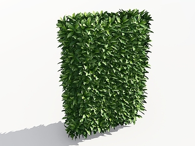 极简主义灌木 非洲茉莉绿篱