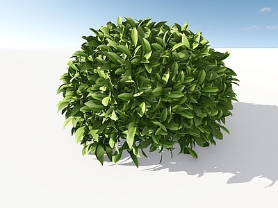 极简主义灌木 非洲茉莉球