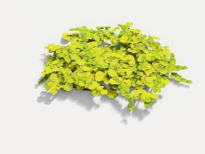 北欧风灌木 过路黄