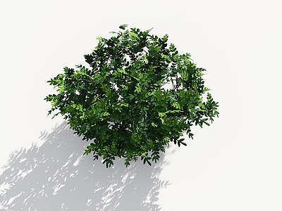 现代主义灌木 胡椒木